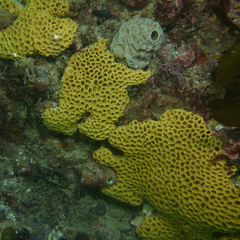 Holopsamma laminaefavosa