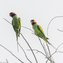 Psittacula longicauda