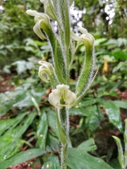 Sarcoglottis acaulis