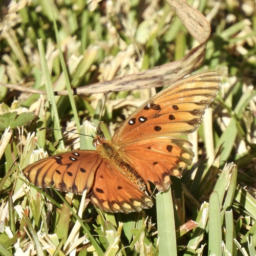 Gulf Fritillary