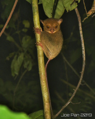 Cephalopachus bancanus