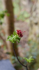 Carphalea