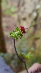 Carphalea