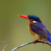Malachite Kingfisher - Photo (c) Arno & Louise, some rights reserved (CC BY-NC)