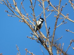 Parus minor