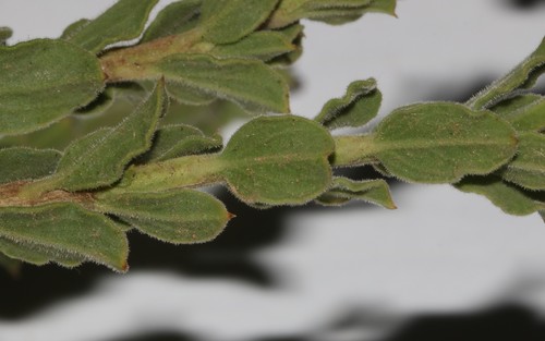 Image of Freylinia undulata by (c) Brian du Preez, some rights reserved (CC BY-SA)