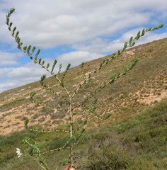 Aspalathus barbigera