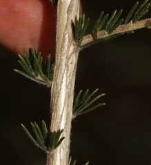 Aspalathus barbigera