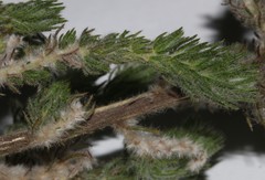 Aspalathus barbigera