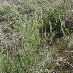 Aspalathus barbigera