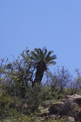 Encephalartos lehmannii