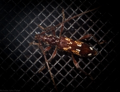 Coptocercus biguttatus