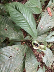 Psychotria biaurita image