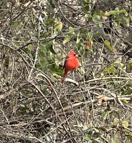 Northern Cardinal photographed in North Carolina