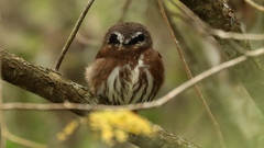 Glaucidium sanchezi