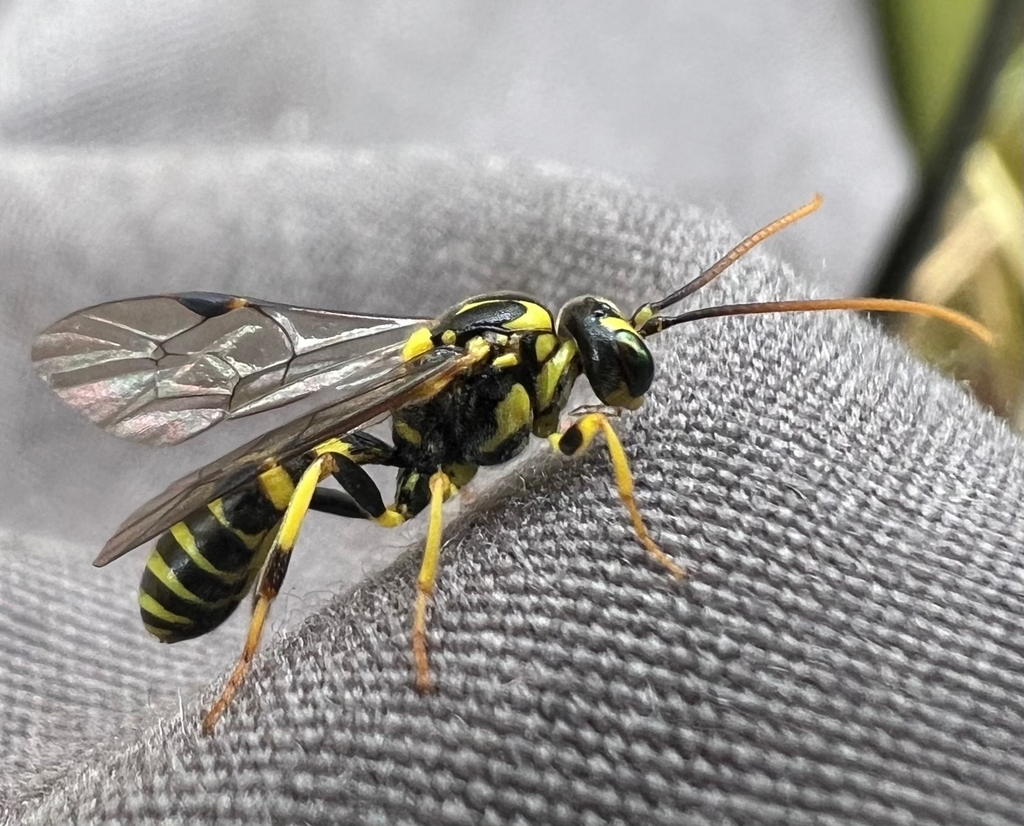 Exenterus adspersus