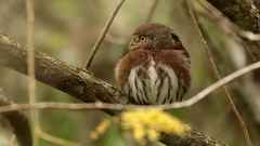 Glaucidium sanchezi