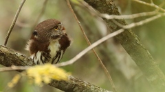 Glaucidium sanchezi