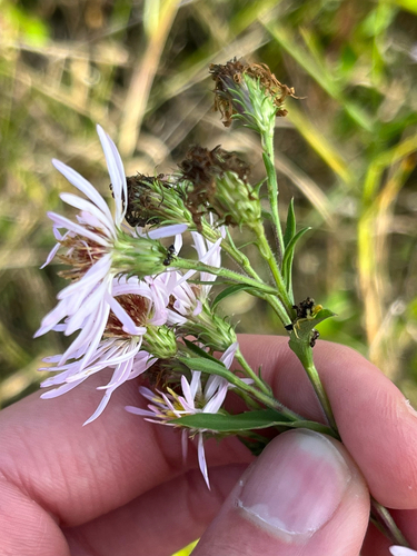 Elliott's aster (Symphyotrichum elliottii)