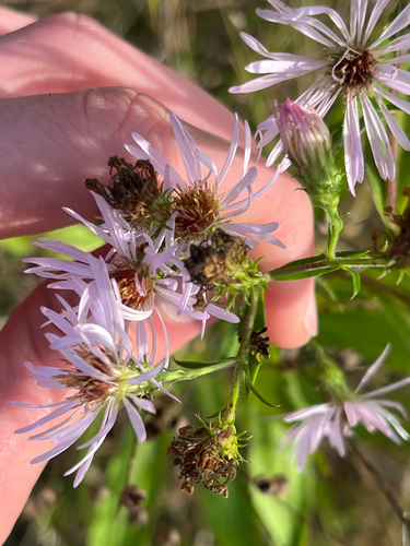 Symphyotrichum elliottii, photograph 3