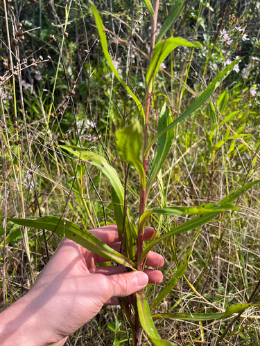 Symphyotrichum elliottii, photograph 4