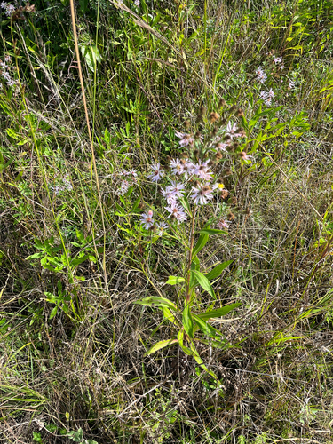 Symphyotrichum elliottii, photograph 2