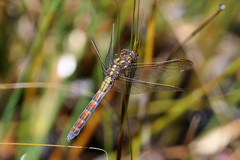 Orthetrum rubens