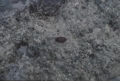 Gastropoda