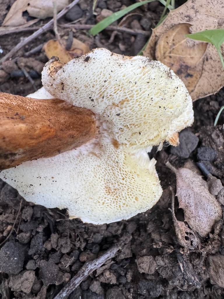 Gyroporus borealis
