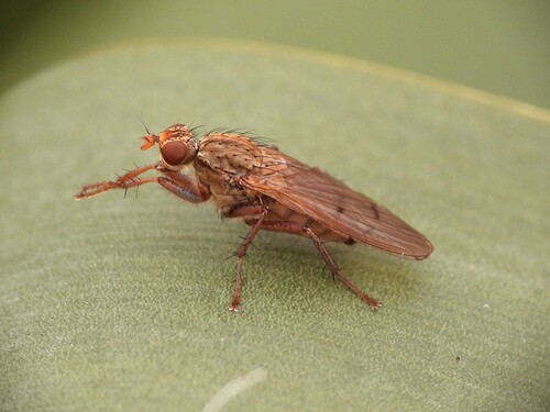Unknown species found near Englishtown, NJ 07726, USA