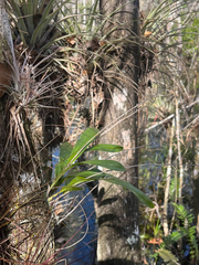 Conical Polystachya (Polystachya concreta)