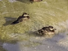 Lophodytes cucullatus image