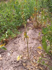 Pitraea cuneato-ovata