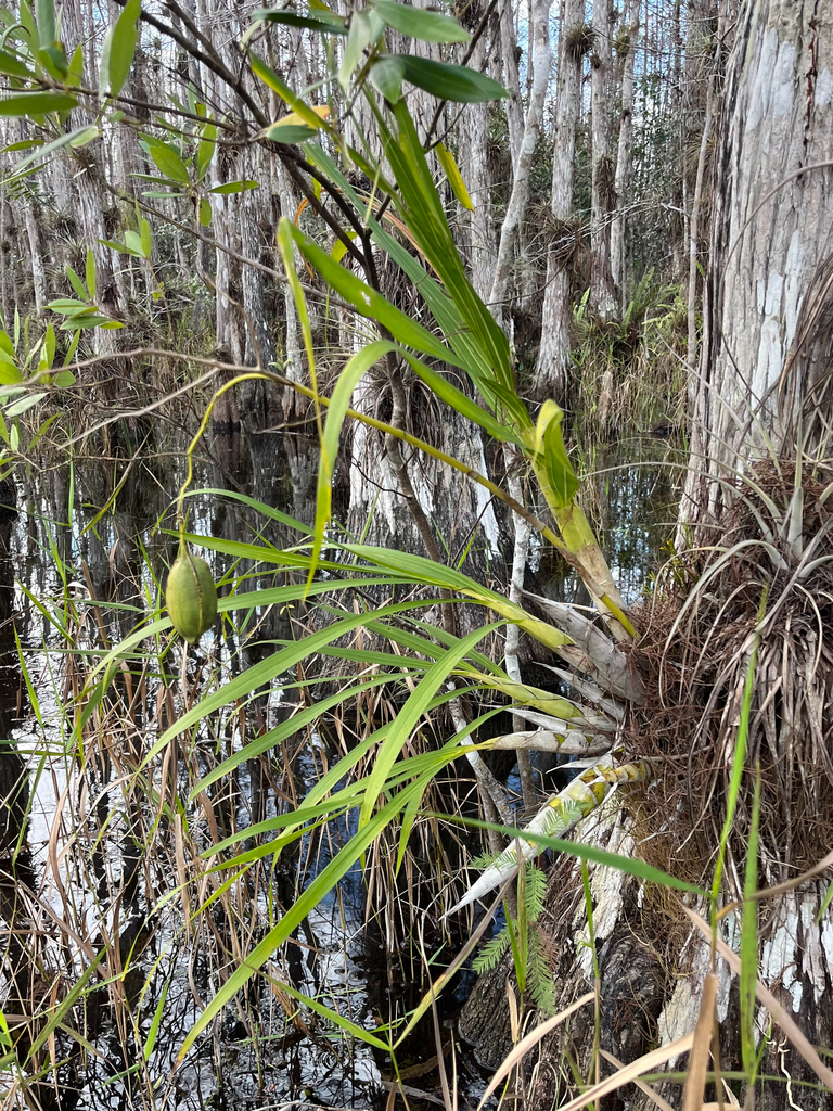 Cyrtopodium punctatum