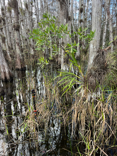 Cyrtopodium punctatum, photograph 4