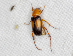 Phyllotocus bimaculatus