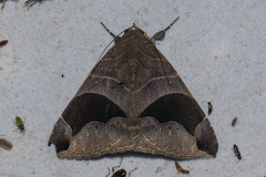 Bastilla joviana