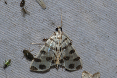 Pycnarmon jaguaralis