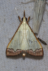 Autocharis hedyphaes