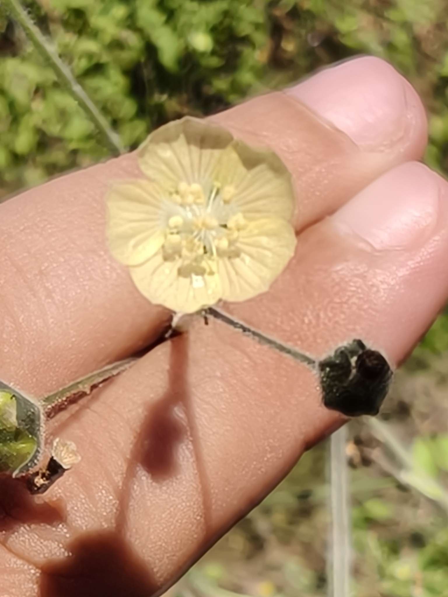 Indian Anoda (Anoda abutiloides)