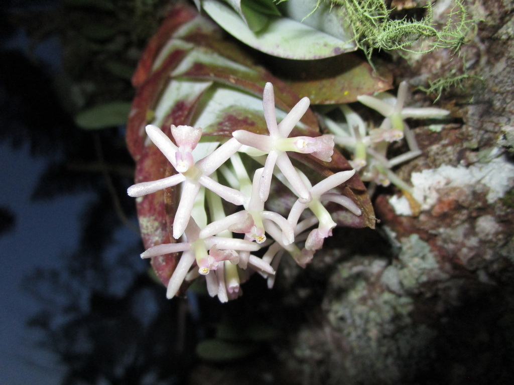 Epidendrum vesicatum Lindl.