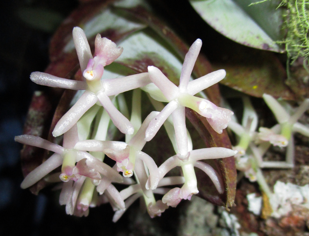 Epidendrum vesicatum Lindl. 2