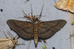 Filodes fulvidorsalis