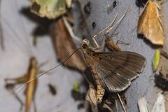 Filodes fulvidorsalis