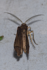 Hypochrosini