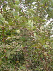 Guiera senegalensis image