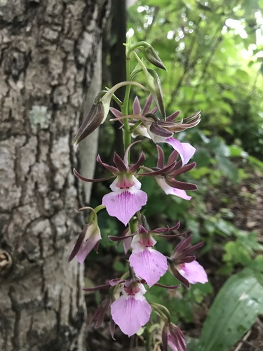 Eulophia guineensis