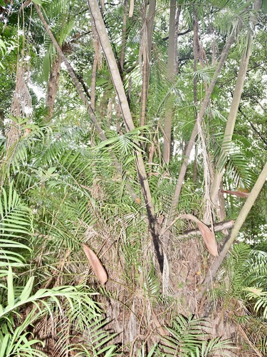 Image of Oncosperma tigillarium by (c) Nasser Halaweh, some rights reserved (CC BY)