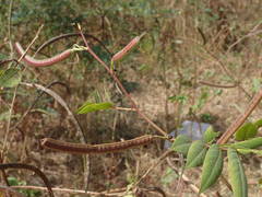 Senna occidentalis image