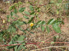Senna occidentalis